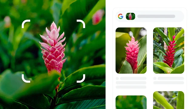 Las esquinas blancas redondeadas de un cuadrado rodean una planta roja con púas que se identifica como jengibre rojo